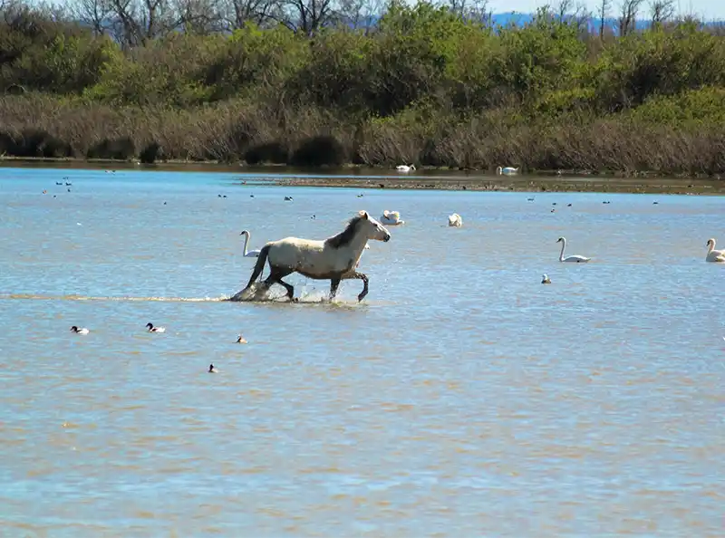cheval nature Camargue