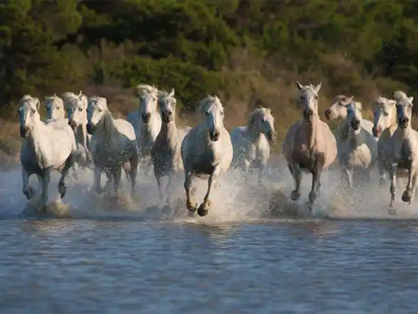 chevaux camarguais