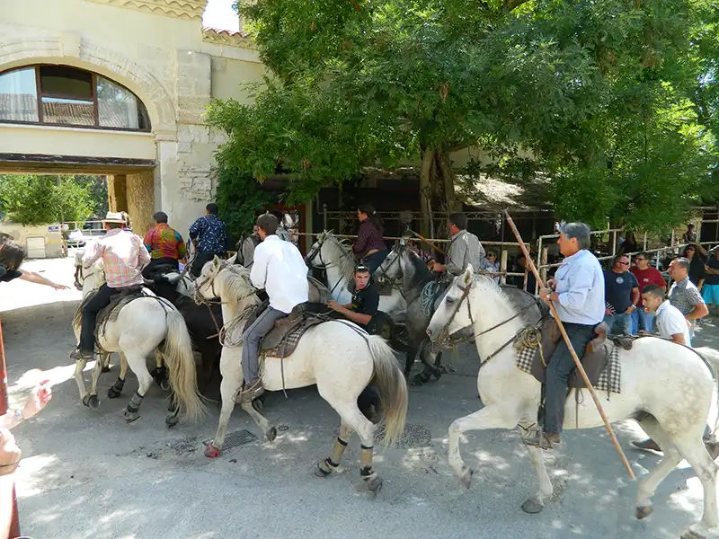 courses camarguaises