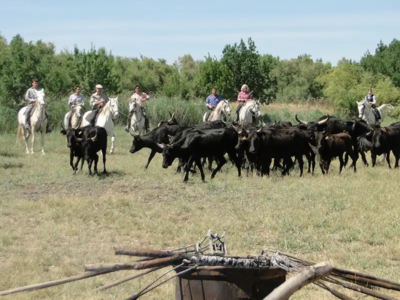 ferrades camarguaises